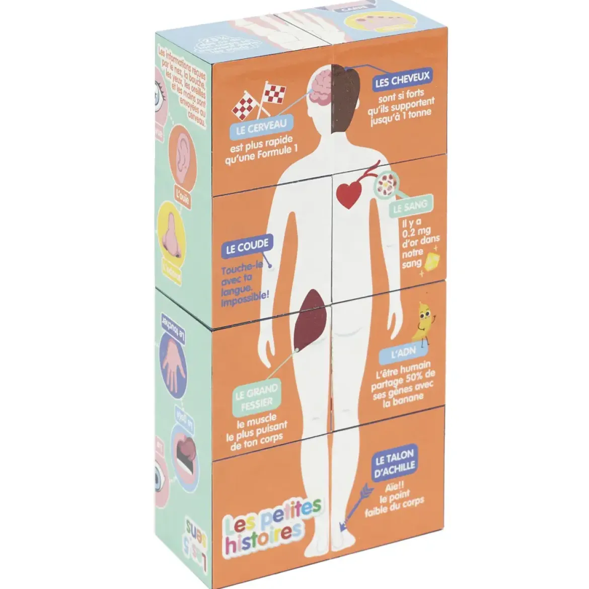 CUBE EDUCATIF CORPS HUMAIN