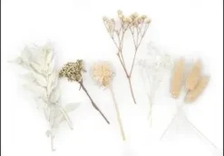 FLEURS SECHEES COLORIS BLANC X10 PIECES