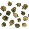 POMMES DE PIN 1.5CM A 3CM X20 PIECES