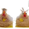 POULE PLUMEE DANS SON NID